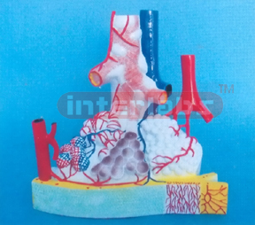 MAGNIFIED PULMONARY ALVEOLI MODEL